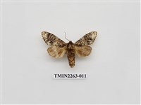 藏品(夙舟蛾屬)的圖片